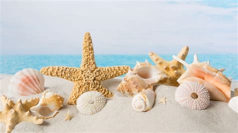 Shelling In Destin Florida Best Place To Find Seashells In Destin