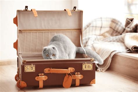 Should You Take Your Cat On Your Holiday Travels