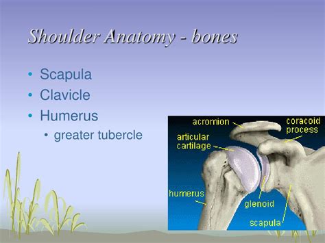 Shoulder Anatomy Ppt Video Online Download