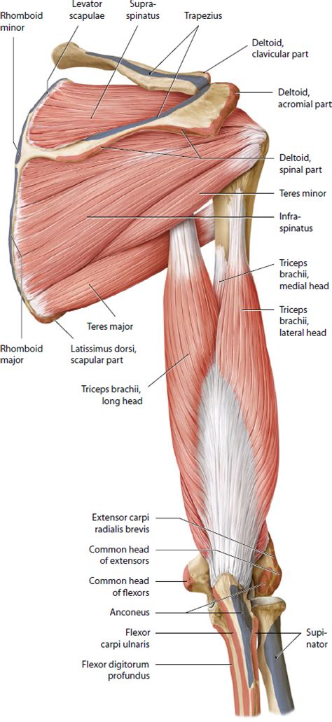 Shoulder Elbow And Upper Extremity Sports Musculoskeletal Key