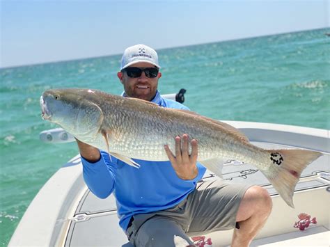 Sight Fishing Redfish On Destin Florida Beaches Lion Amp 39 S Tale Adventures