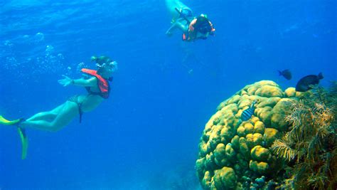 Six Best Places To Scuba Dive Snorkel In Cozumel Experience Caribbean