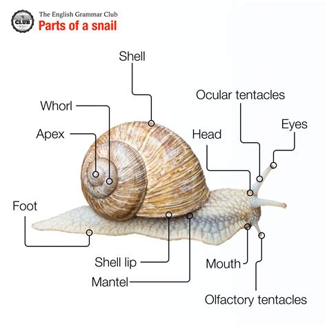 Snail Diagram