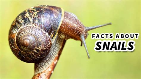 Snail Facts Learn About The Land Snail Animal Fact Files Youtube