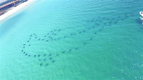 Snorkel On The Dolphin Reef In Destin Florida We Offer Snorkeling Tours In Miramar Beach