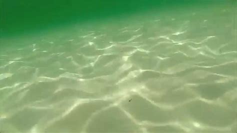 Snorkel With Jelly Fish In Destin Florida Youtube