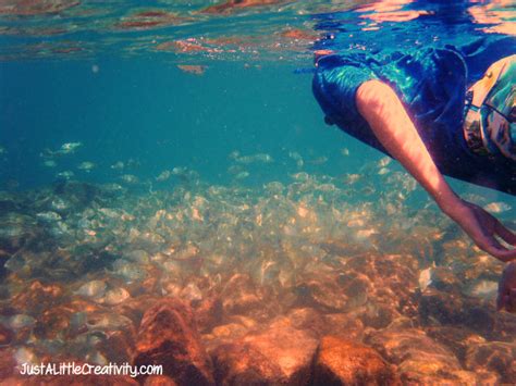 Snorkeling In Destin Florida Just A Little Creativity