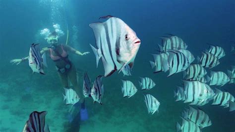 Snorkeling With Destin Snorkel Destin Snorkel