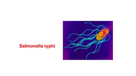 Solution Salmonella Typhi In Very Easy Way Studypool