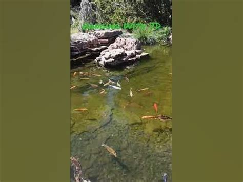 Something Fishy At Wichita Botanical Gardens Youtube