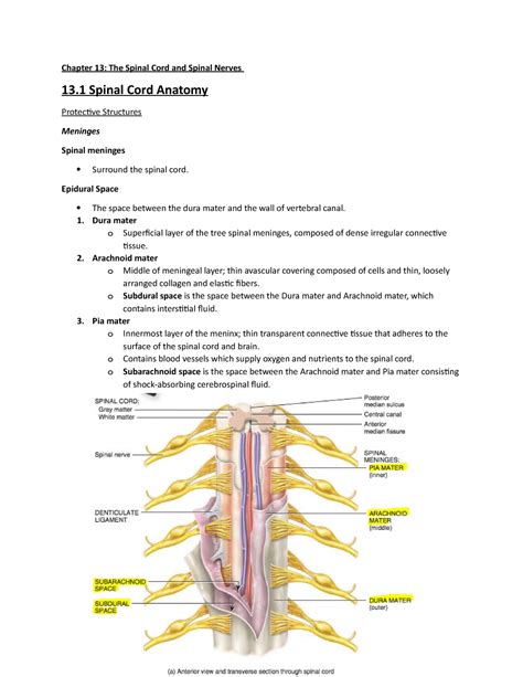 Spinal Cord And Spine Anatomy Review Chapter And Practice Questions