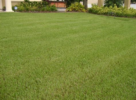 St Augustine Grass Growing And Cutting Tips Keep It Green