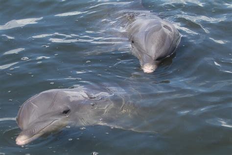 St Pete Beach Pontoon Ride With Dolphin And Wildlife Spotting 2024