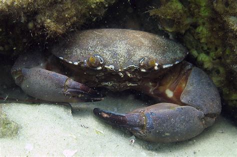 Stone Crab Destin Florida A Crab With An Old Shell At Th Flickr