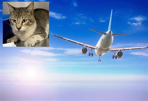 Stowaway Cat Travels 3200 Miles To Bangor