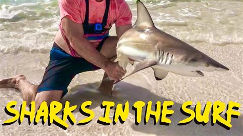 Surf Fishing Destin Florida How To Catch Sharks With Live Bait Youtube