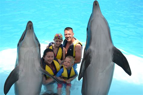 Swim With Dolphins 15 Minutes Jasmine Tours