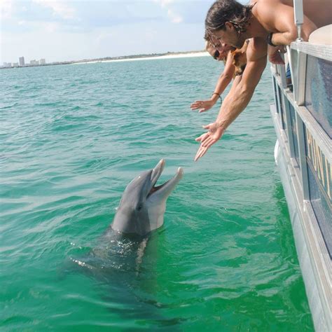 Swim With Dolphins And Explore Shell Island Panama City Beach Florida