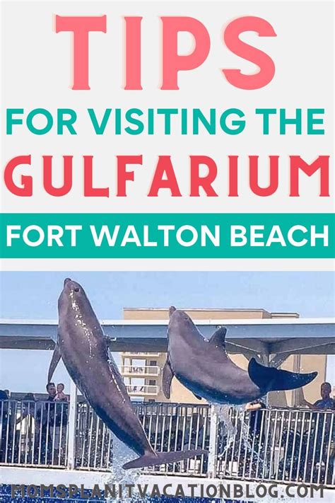 Swim With Dolphins Near Destin Fl Gulfarium Artofit