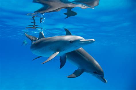 Swim With Dolphins Planning Your Adventure