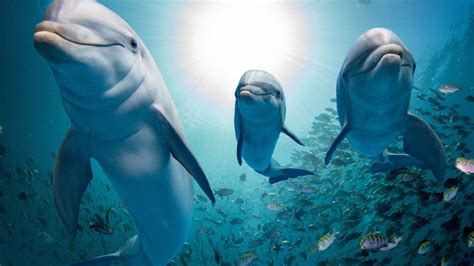 Swim With Dolphins Virtually In This Very Cool Vr Experience