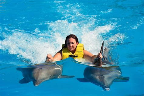 Swimming With Dolphins In Sharm El Sheikh Tourex Egypt