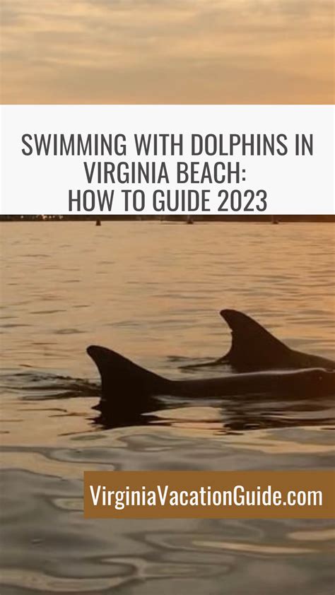 Swimming With Dolphins In Virginia Beach How To Guide 2023 Virginia