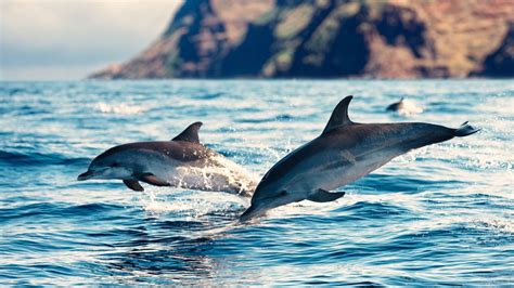 Swimming With Dolphins Visitdiani Com