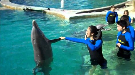 Swimming With Dolphins Youtube