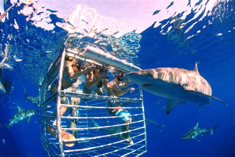 Swimming With Sharks In Hawaii Vacation Destinations