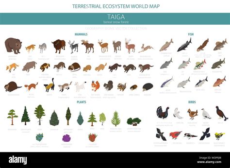 Taiga Biome Boreal Snow Forest Terrestrial Ecosystem World Map