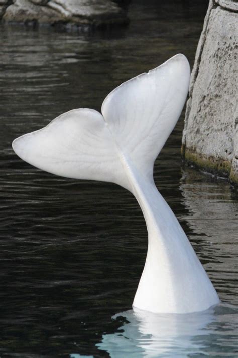 Tail Flukes By Lisa Skelton Beluga Whale Albino Animals Whale Tail