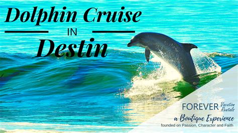 Take A Dolphin Cruise In Destin Forever Vacation Rentals