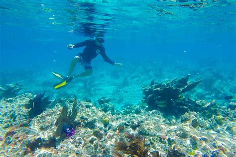 Tampa Bay Snorkeling Guide Boatsetter