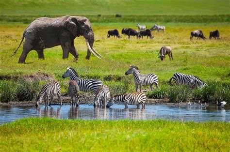 Tanzania Safari Experience In Tanzania Africa G Adventures