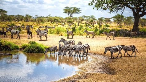 Tanzania The World S Ultimate Safari Destination