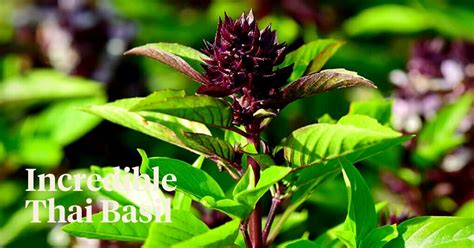 Thai Basil Blends Nature S Beauty And Flavor