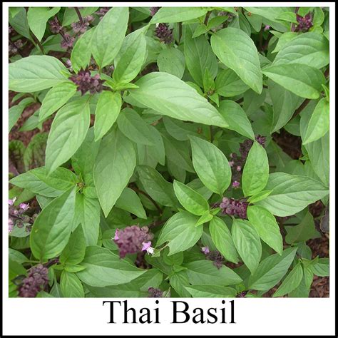 Thai Basil Greenish