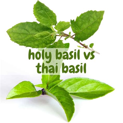 Thai Basil Vs Holy Basil Grow Your Own And Learn How To Tell Them