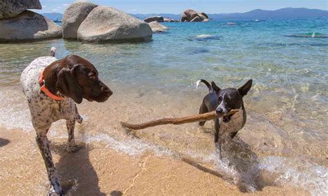 The 10 Best Dog Destinations For Vacations With Your Pet Bechewy