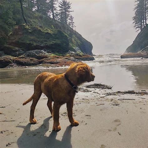 The 10 Best Dog Friendly Beaches On The West Coast Bringfido