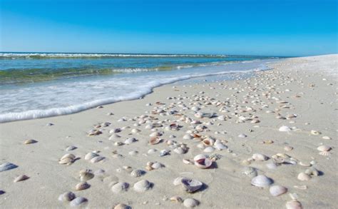 The 10 Best Shelling Beaches In Florida Honeymoon Island Florida