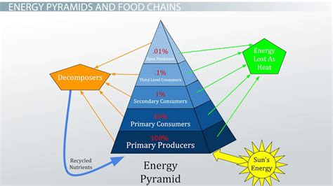 The 10% Energy Rule In A Food Chain - Video & Lesson Transcript | Study.com