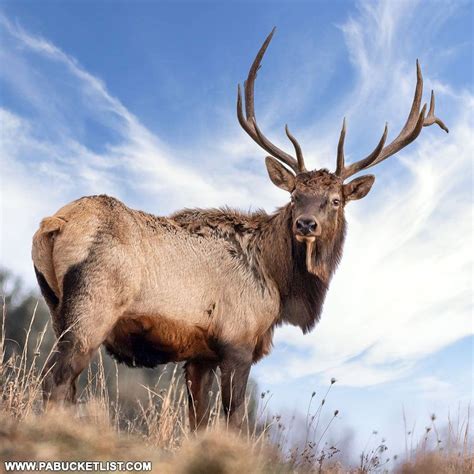 The 15 Best Elk Viewing Destinations In Pennsylvania