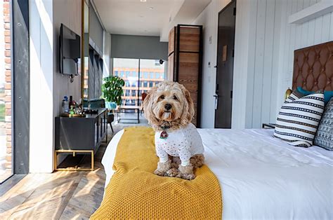 The 24 Best Pet Friendly Hotels In New York City