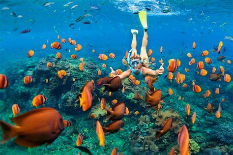 The 7 Best Snorkeling Destinations In The Caribbean You Need To Know