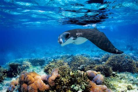 The 8 Best Diving Spots In South America Scuba Diving Best Scuba