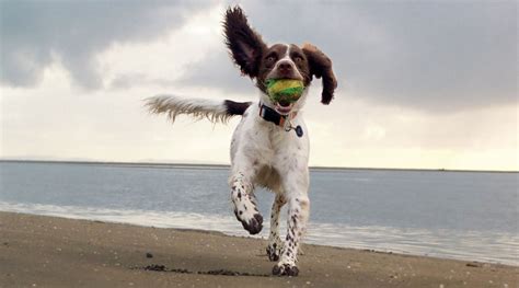 The Best 5 Dog Beaches In Australia With Calm Water Doggy Eco