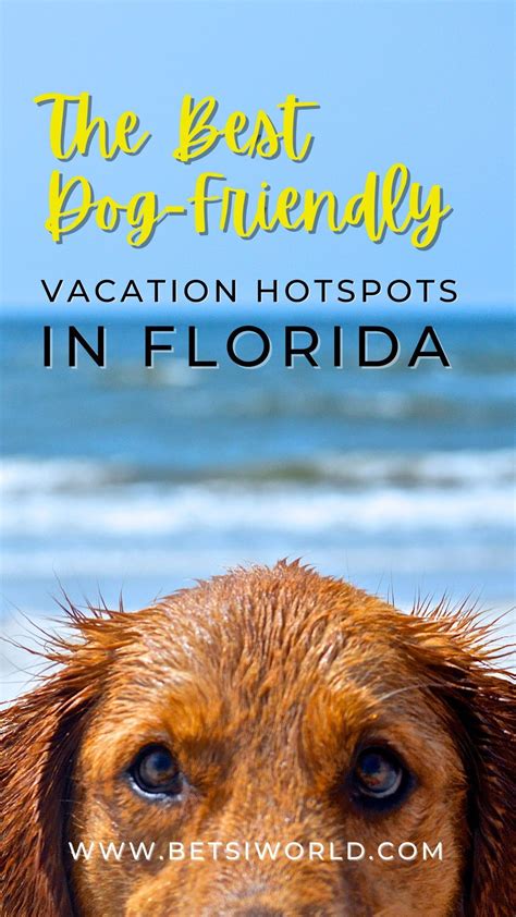 The Best Dog Friendly Vacation Hotspots In Florida Betsi World In 2024 Dog Friendly Vacation