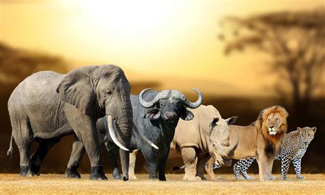 The Big Five The Superstars Of The South African Bush Moya Safari